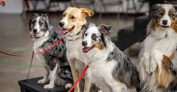 Group Dog Training in Syracuse